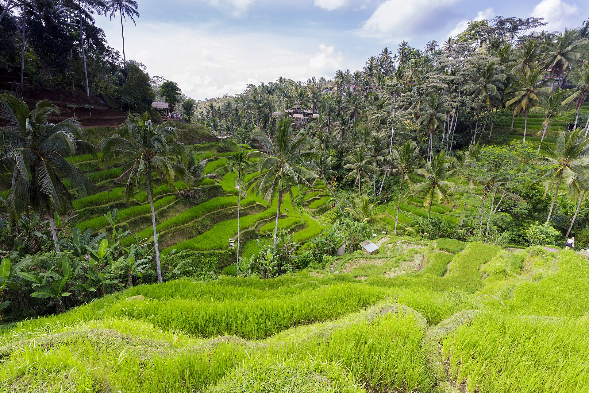 Full Day Ubud Tour