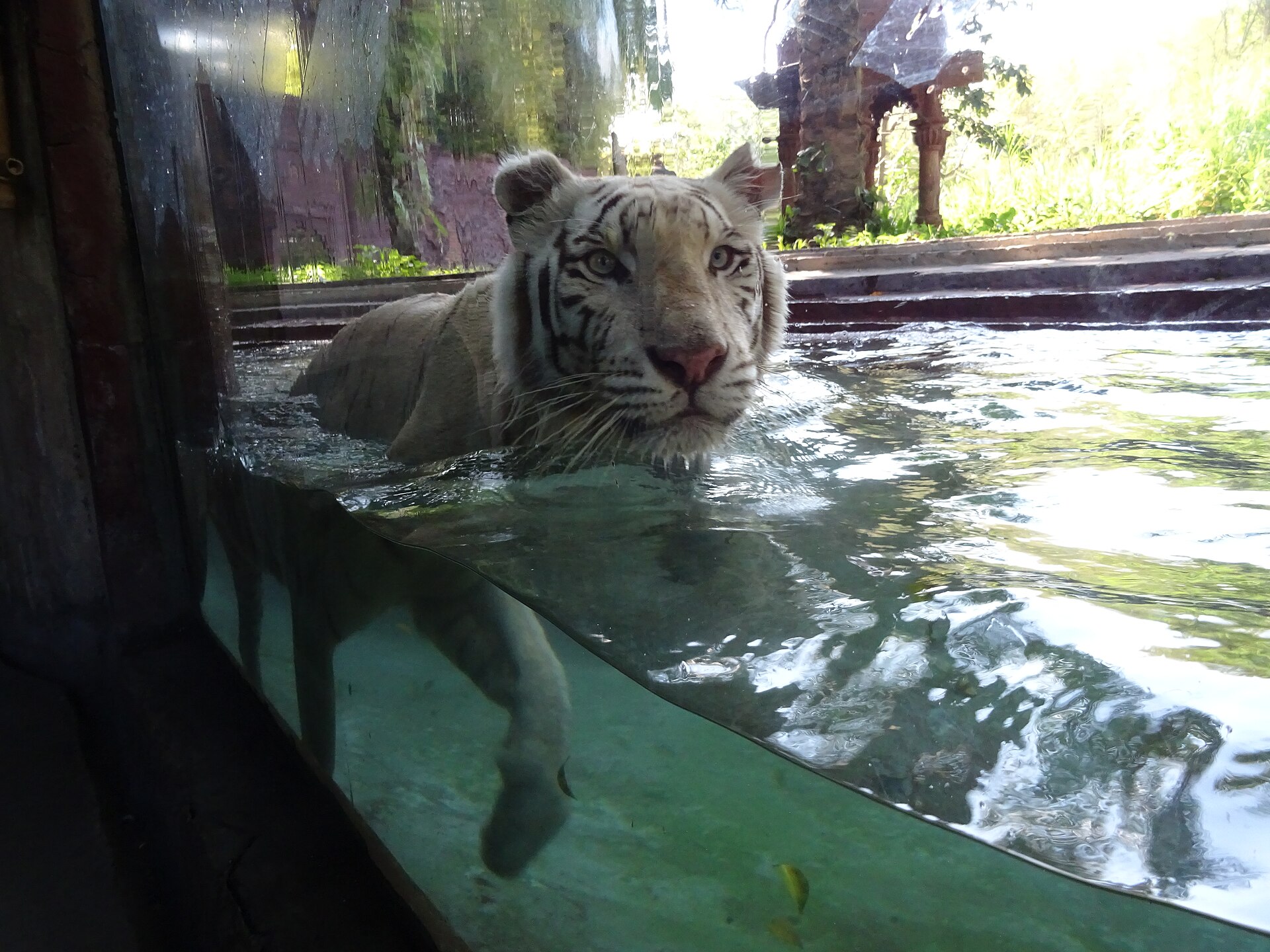 Animal Safari Day Trip